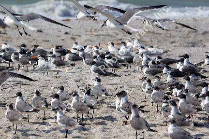 Royal Terns and Laughing Gulls on the beach at Sanibel Island on the Gulf Coast of Florida.