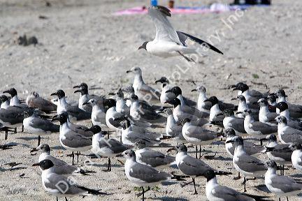 Laughing Gulls on the beach at Sanibel Island on the Gulf Coast of Florida.