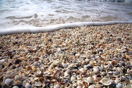 Seashells on the beach at Sanibel Island on the Gulf Coast of Florida.