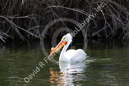 American White Pelican in the Snake River at Hagerman, Idaho.