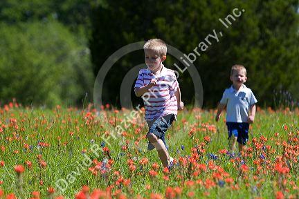 Two young boys run through a field of Indian Paintbrush and Bluebonnet wildflowers in Washington County, Texas. MR