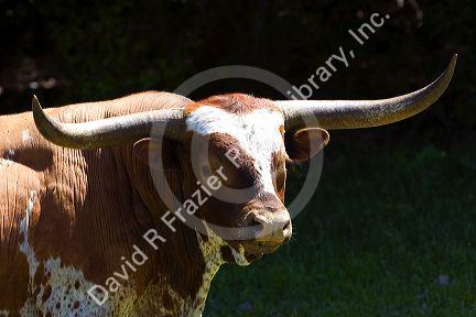Texas longhorn in Washington County, Texas.