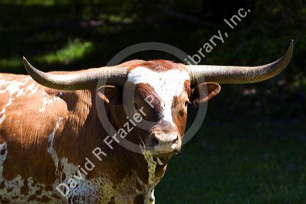 Texas longhorn in Washington County, Texas.