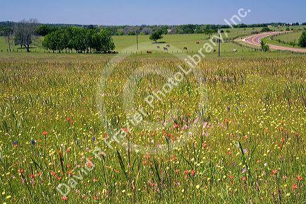 Field of wildflowers in Washington County, Texas.