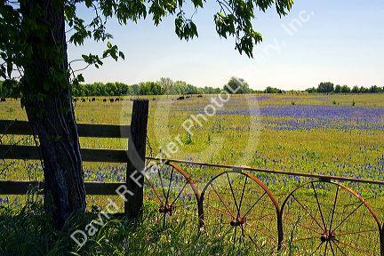 Field of Bluebonnet wildflowers in Washington County, Texas.
