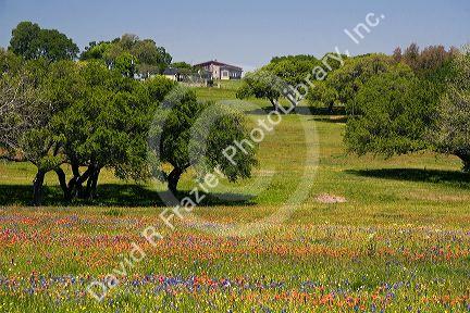 Field of wildflowers in Washington County, Texas.