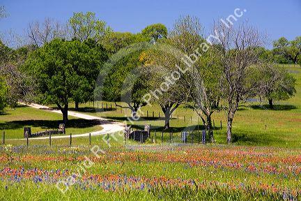 Field of wildflowers in Washington County, Texas.