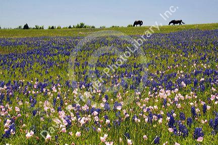 Horse graze in a field of Bluebonnet and Pink Evening Primrose wildflowers in Washington County, Texas.