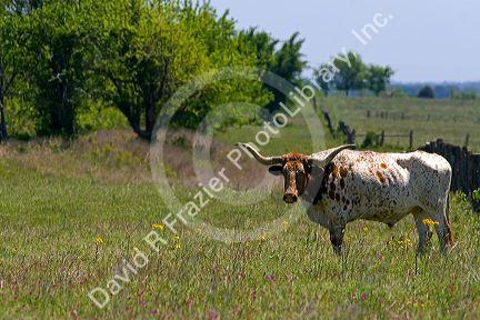 Texas longhorn graze in Washington County, Texas.
