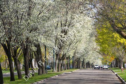 Harrison Boulevard lined with pear trees in bloom in Boise, Idaho.