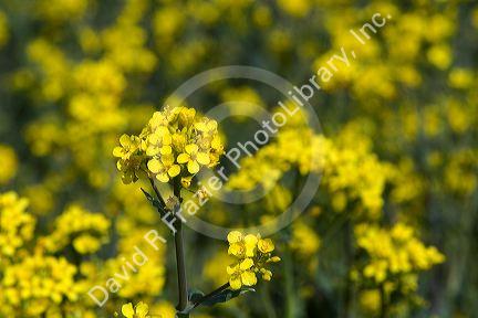 Yellow flowering rapeseed also known as canola in Canyon County, Idaho.