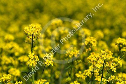 Yellow flowering rapeseed also known as canola in Canyon County, Idaho.