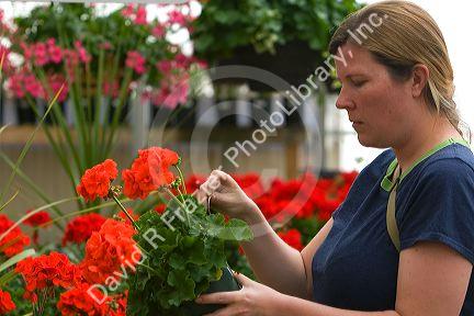 Woman shopping for flowers in the greenhouse of a nursery in Nampa, Idaho. MR
