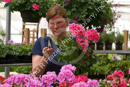 Woman shopping for flowers in the greenhouse of a nursery in Namap, Idaho. MR