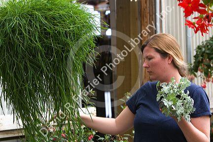 Woman shopping in the greenhouse of a nursery in Nampa, Idaho. MR