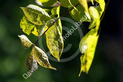 Sunshining on the green leaves of a tree.