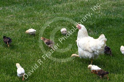 Hen and chicks on a farm in Lenawee County, Michigan.
