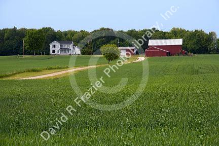 Unripe wheat and farmstead in Ingham County, Michigan.