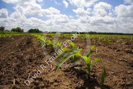 Seedling corn plants on a farm in Montcalm County, Michigan.