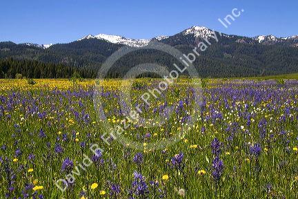 Meadow of Camas Lily wildflowers below Snowbank Mountain in Round Valley, Idaho.