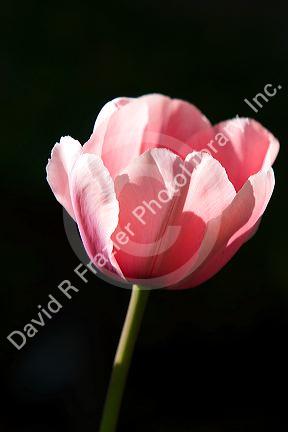 Pink tulip flower.