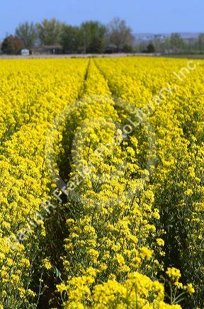Crop of yellow flowering rapeseed also known as canola in Canyon County, Idaho.