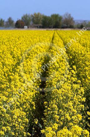 Crop of yellow flowering rapeseed also known as canola in Canyon County, Idaho.