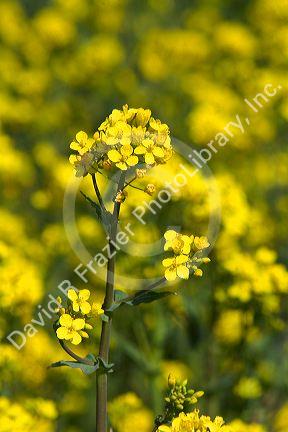 Yellow flowering rapeseed also known as canola in Canyon County, Idaho.
