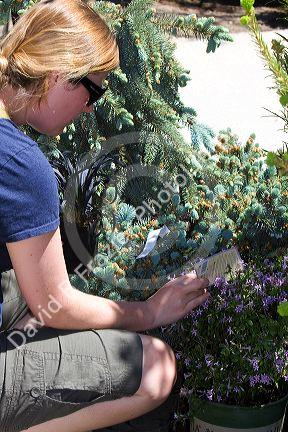 Woman shopping for plants at a nursery in Nampa, Idaho. MR