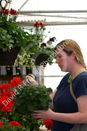 Woman shopping for flowers in the greenhouse of a nursery in Nampa, Idaho. MR