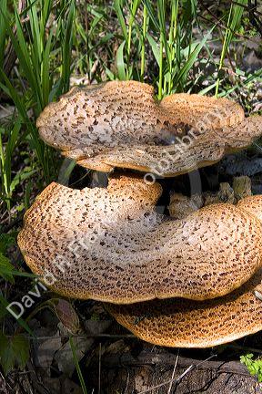 Dryad's Saddle wild fungi growing on the forest floor in Eaton County, Michigan.