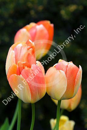 Tulip flowers.