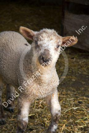 Lamb on a farm in Lenawee County, Michigan.