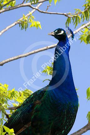 Male blue peacock sits in a tree on a farm in Lenawee County, Michigan.