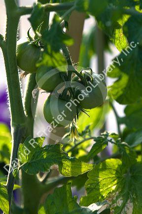 Green tomatoes growing on the vine.