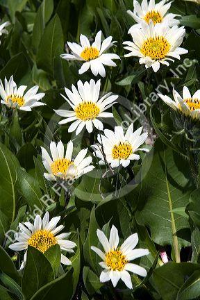 White Rayed Mules Ear wildflower growing in the Sawtooth Valley near Stanley, Idaho.