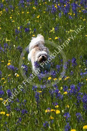 Small dog running through a meadow of wildflowers in Round Valley, Idaho.