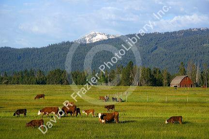 Cattle graze in a pasture near Cascade, Idaho.
