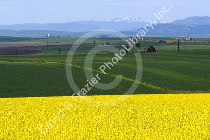 Crop of Rapeseed also known as Canola in Grangeville, Idaho.