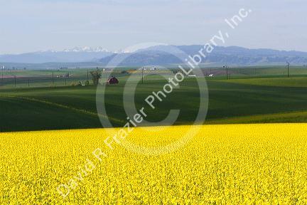 Crop of Rapeseed also known as Canola in Grangeville, Idaho.