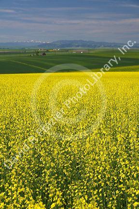 Crop of Rapeseed also known as Canola in Grangeville, Idaho.