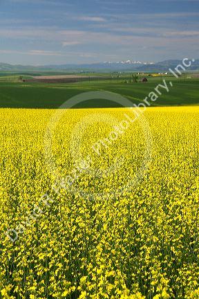 Crop of Rapeseed also known as Canola in Grangeville, Idaho.