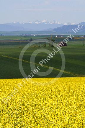 Crop of Rapeseed also known as Canola in Grangeville, Idaho.