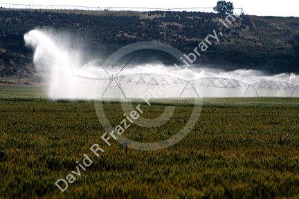 Sprinkler irrigation of a wheat field in Elmore County, Idaho.
