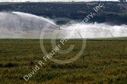 Sprinkler irrigation of a wheat field in Elmore County, Idaho.