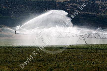 Sprinkler irrigation of a wheat field in Elmore County, Idaho.