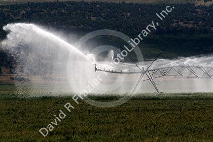 Sprinkler irrigation of a wheat field in Elmore County, Idaho.
