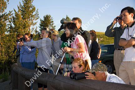 Crowds of tourists viewing wildlife in Yellowstone National Park, Wyoming.