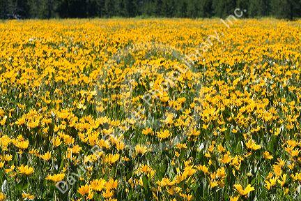 Meadow of yellow balsamroot wildflowers in Island Park near the Henrys Fork in Idaho.