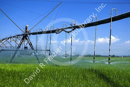Pivot irrigation of a green wheat field near St. Anthony, Idaho.